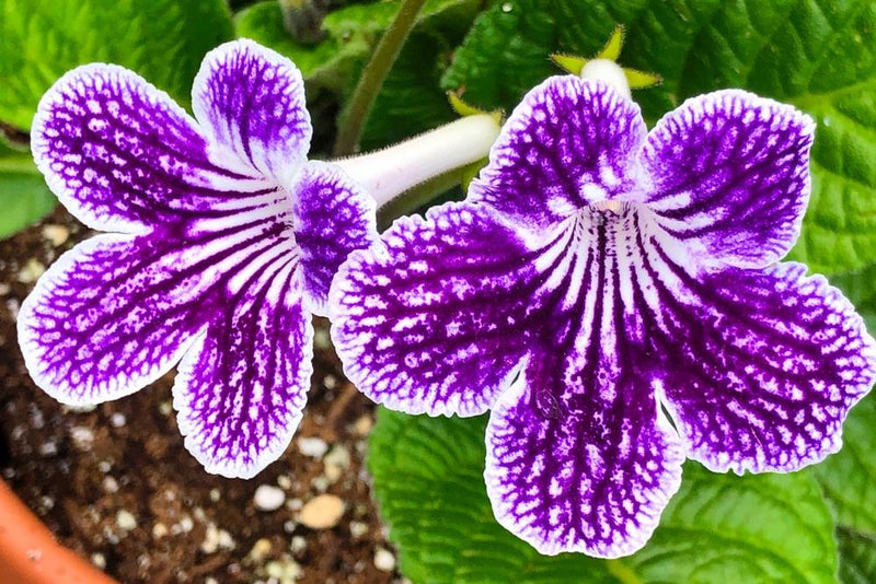 Streptocarpus Lady Slipper ‘Grape Ice’ (Cape Primrose)