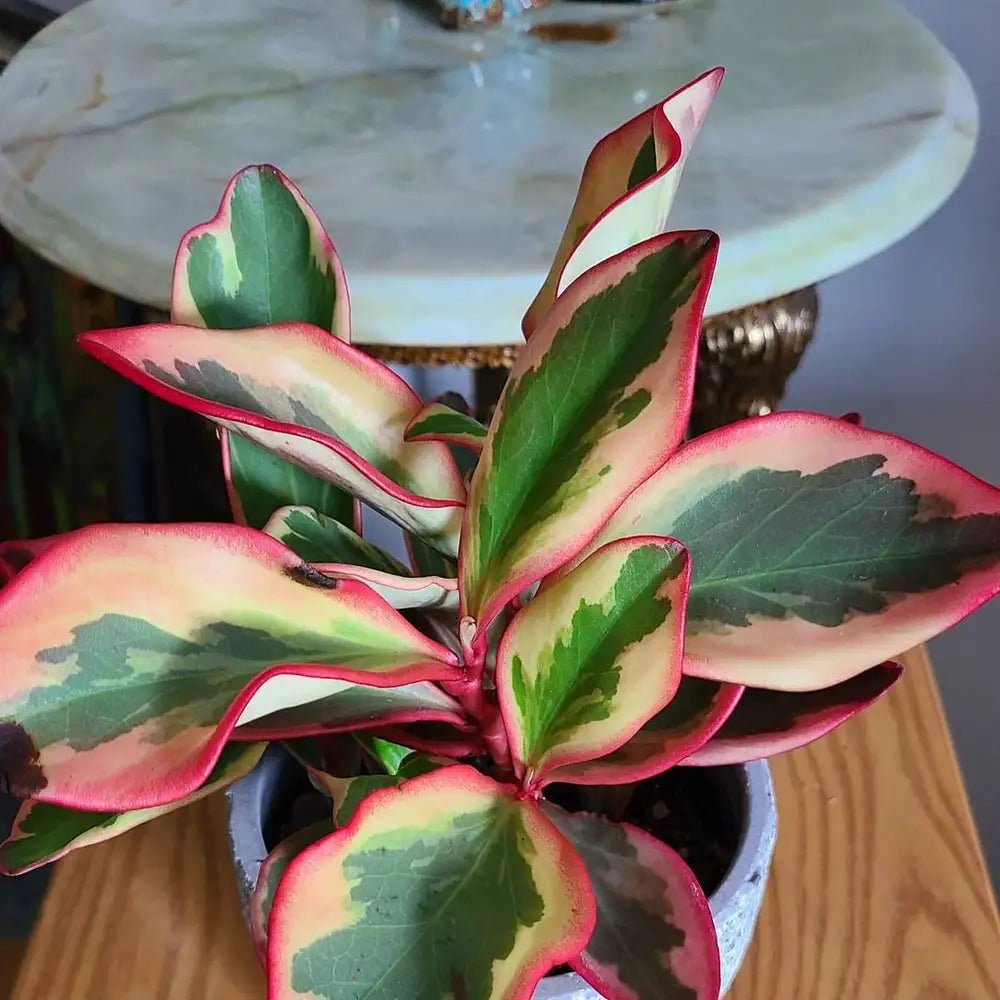 Peperomia Red Edge Jelly (Peperomia clusiifolia) - Ladybird Nursery