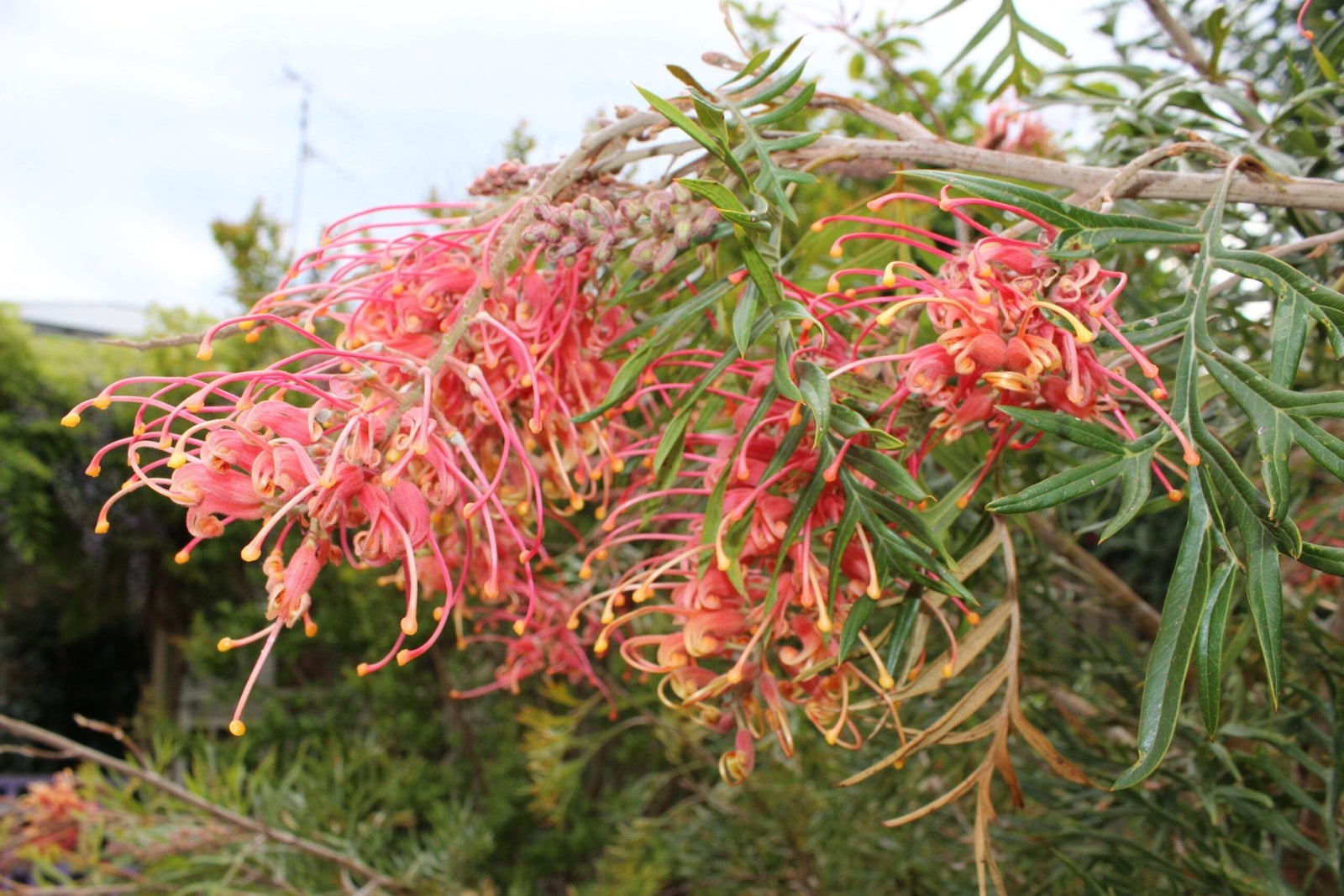 Grevillea Superb - Ladybird Nursery