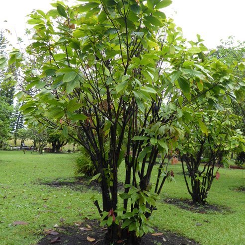 Cacao 'Theobroma' - Ladybird Nursery