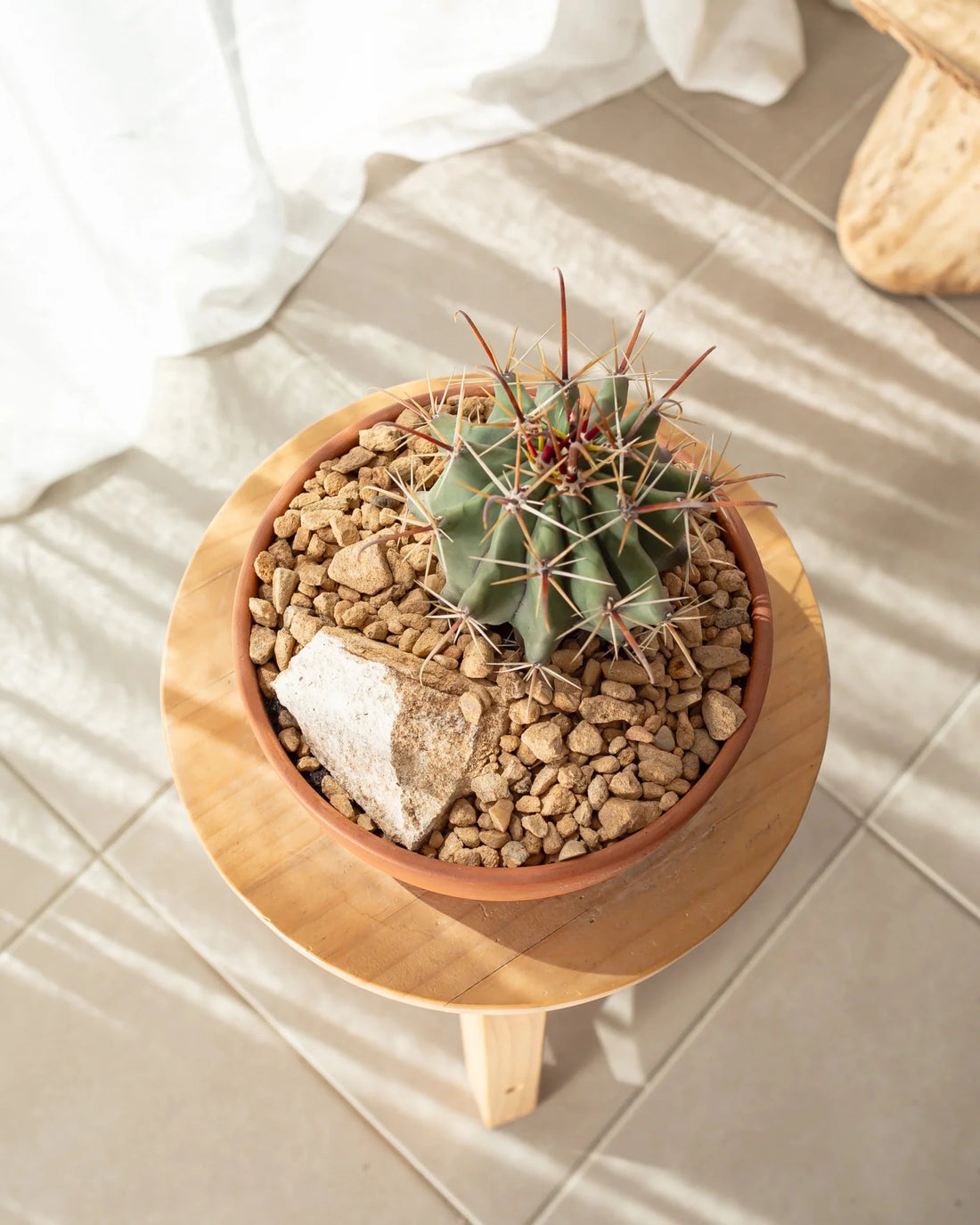 Fishhook Barrel Cactus (Ferocactus wislizeni) - Ladybird Nursery