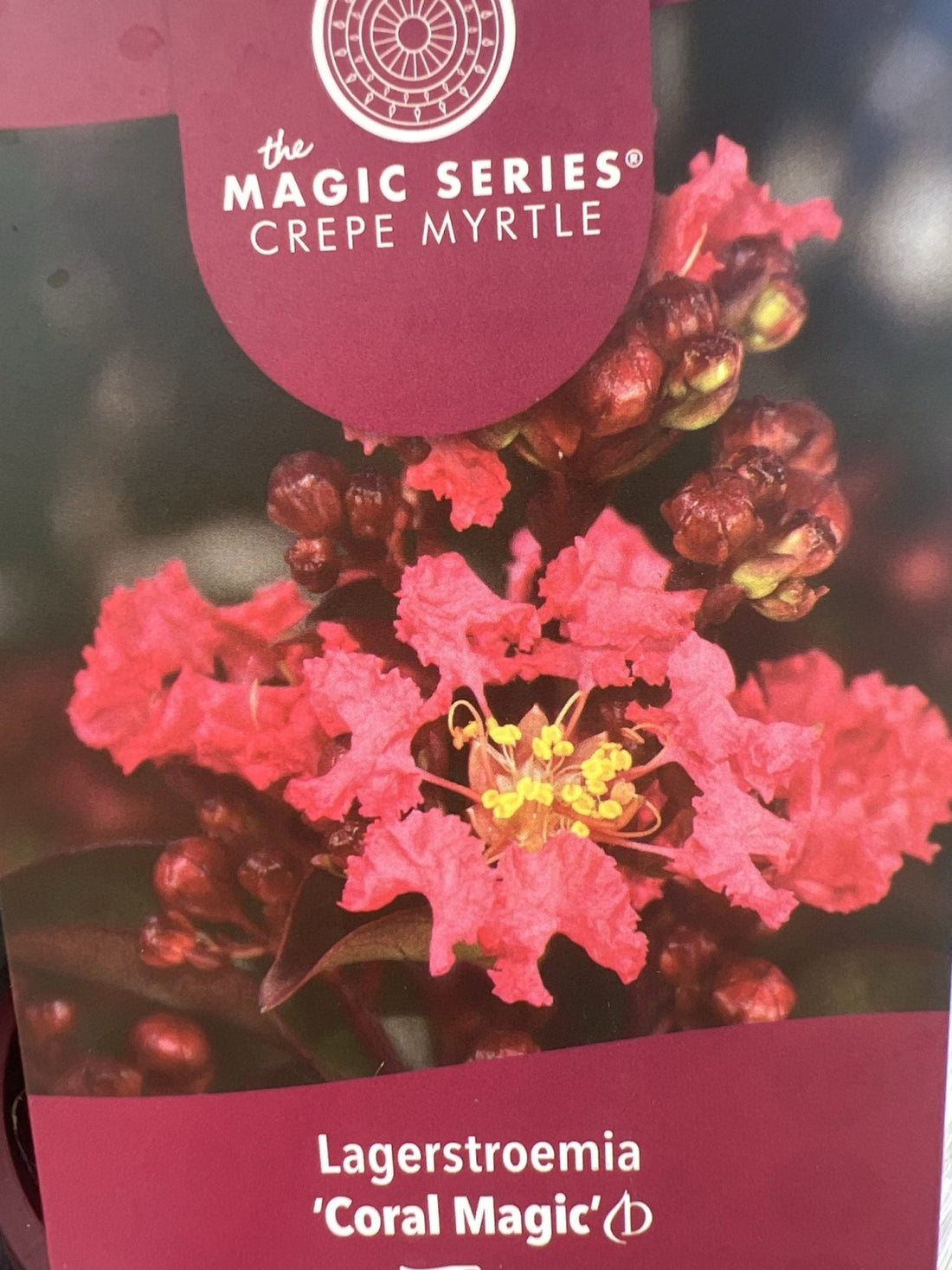 Crepe Myrtle Coral Magic (Lagerstroemia indica x fauriei) - Ladybird Nursery