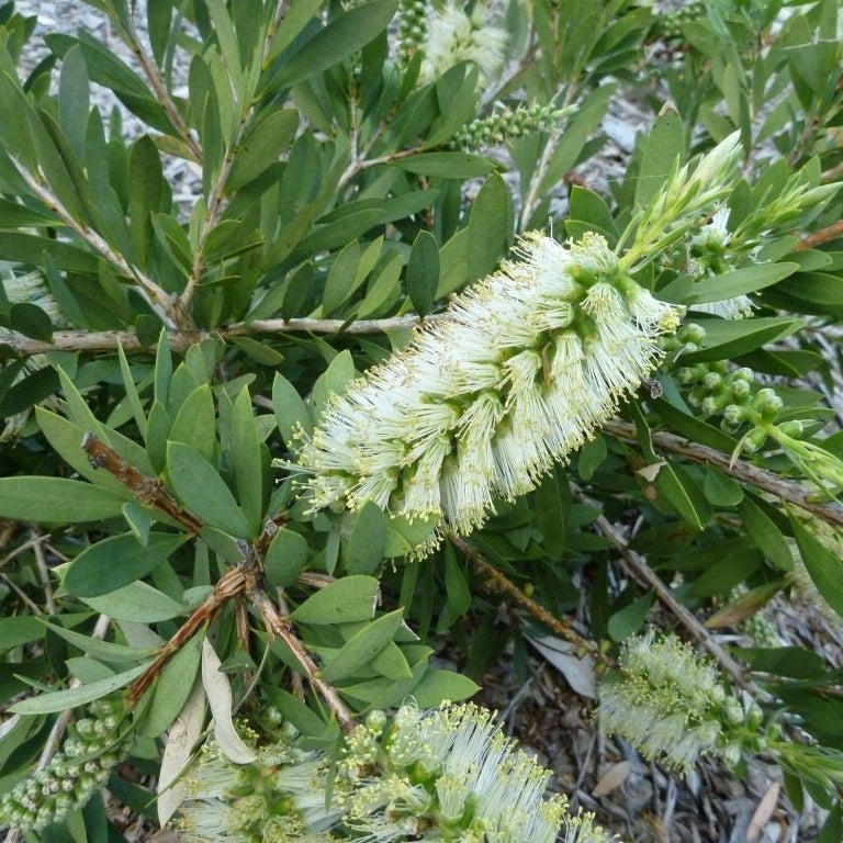 Bottlebrush White Anzac 140mm Pot (Callistemon citrinus) - Ladybird Nursery