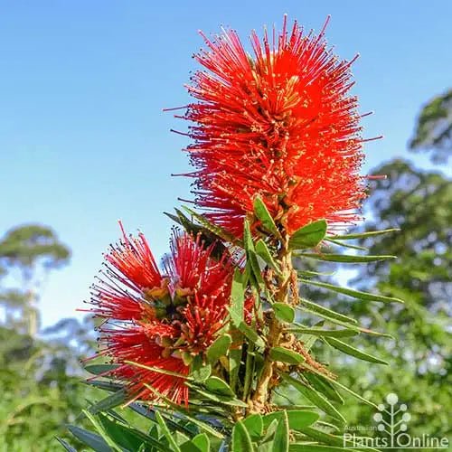 Weeping Bottlebrush Little Caroline (Callistemon viminalis) - Ladybird Nursery
