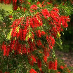 Weeping Bottlebrush Wildfire (Callistemon viminalis) - Ladybird Nursery