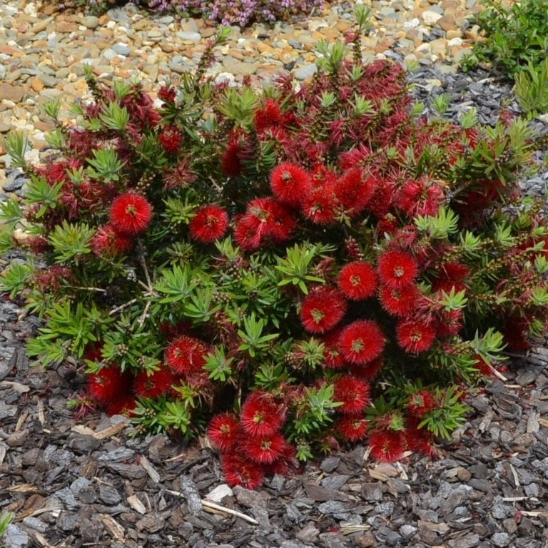 Bottlebrush Matthew Flinders (Callistemon) - Ladybird Nursery