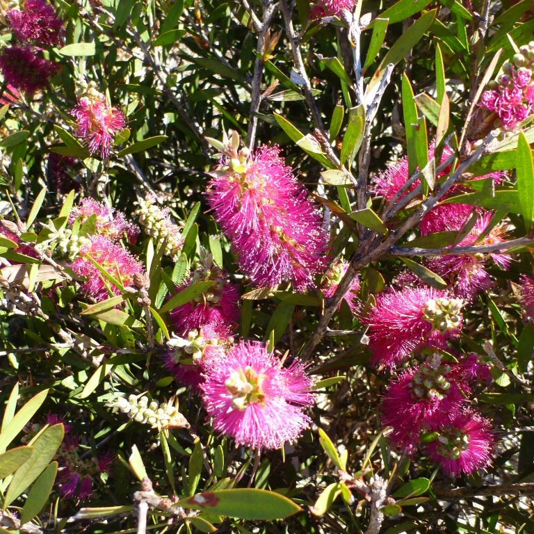 Bottlebrush Mauve Mist (Callistemon) - Ladybird Nursery