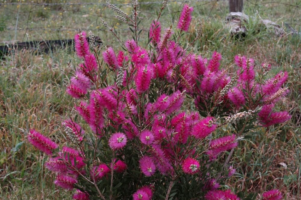 Callistemon Purple Cloud 140mm (Bottlebrush) - Ladybird Nursery