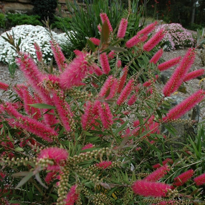 Bottlebrush Taree Pink (Callistemon) - Ladybird Nursery