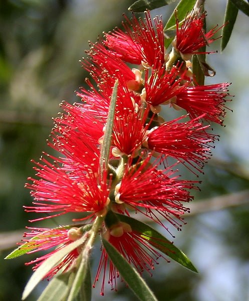 Weeping Bottlebrush (Melaleuca viminalis) - Ladybird Nursery
