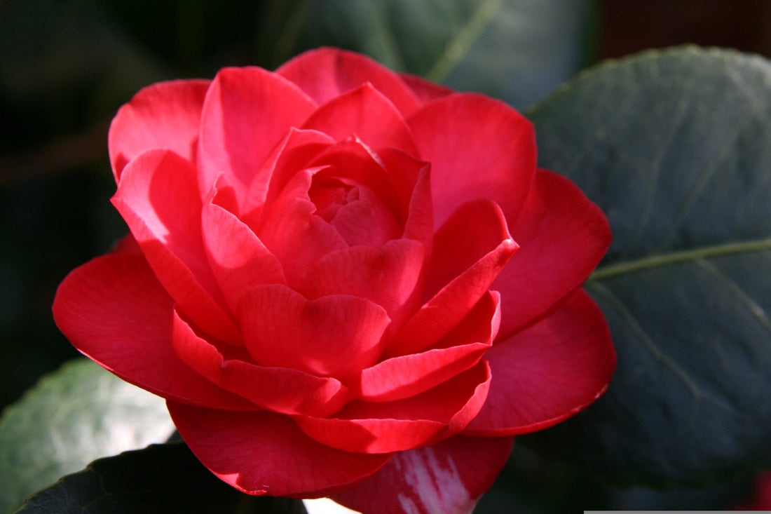 Camellia Desire (Camellia japonica) - Ladybird Nursery