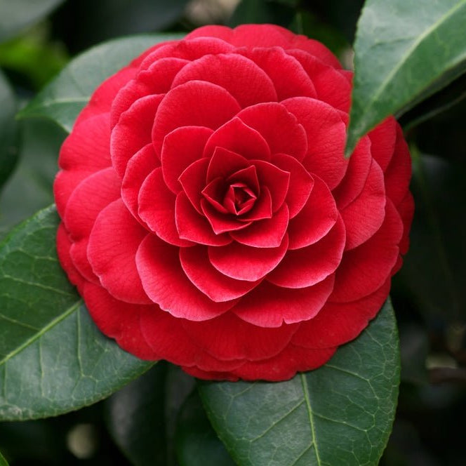Camellia 'Red Red Rose' (Camellia japonica) - Ladybird Nursery