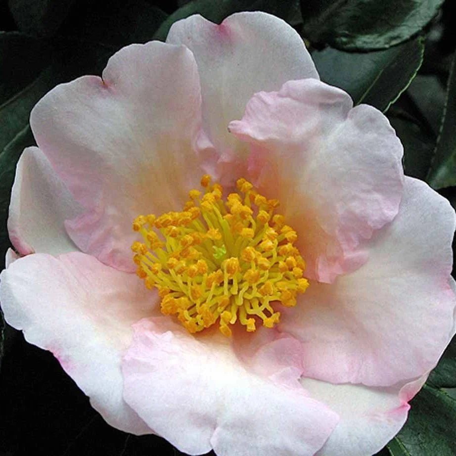 Sasanqua Camellia Exquisite (Camellia sasanqua) - Ladybird Nursery
