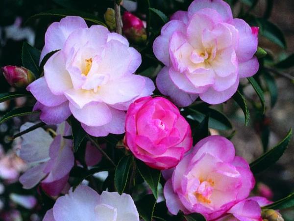 Sasanqua Camellia Paradise Sayaka (Camellia sasanqua) - Ladybird Nursery