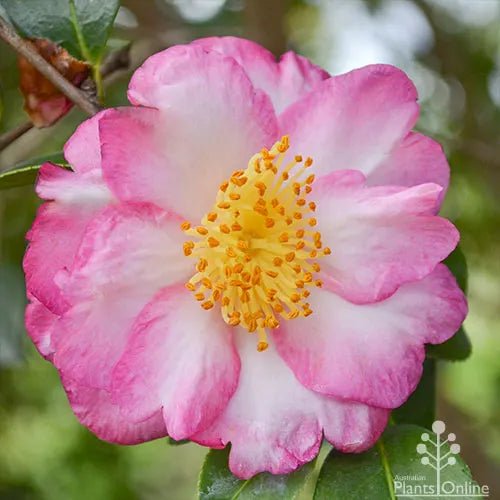 Sasanqua Camellia Wahroonga (Camellia sasanqua) - Ladybird Nursery