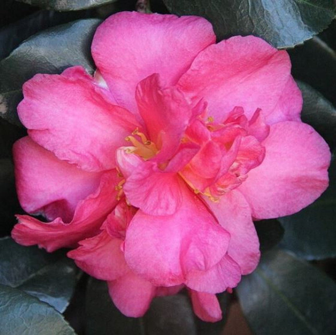 Sasanqua Camellia Rose Ann (Camellia sasanqua) - Ladybird Nursery