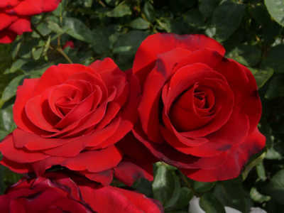 Rose Camp David (Rosa) - Ladybird Nursery