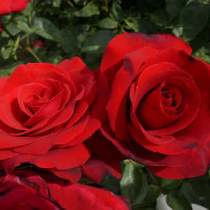 Rose Camp David (Rosa) - Ladybird Nursery