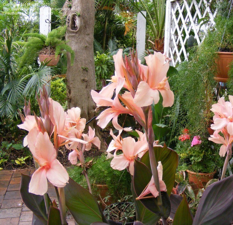 Canna (Canna Constitution) - Ladybird Nursery