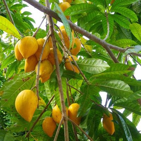 Grafted Canistel Aurea