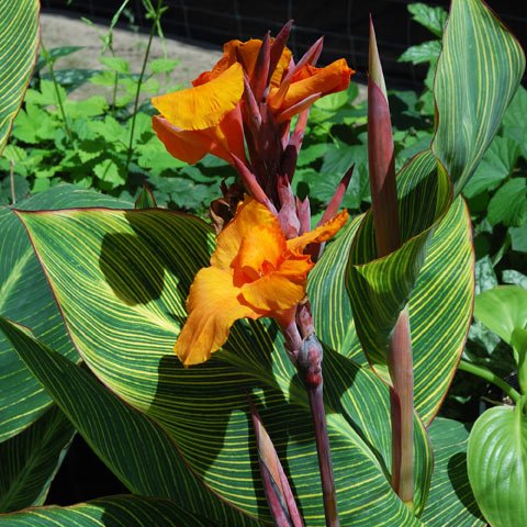 Canna Show Off Pretoria (Canna orchioides) - Ladybird Nursery