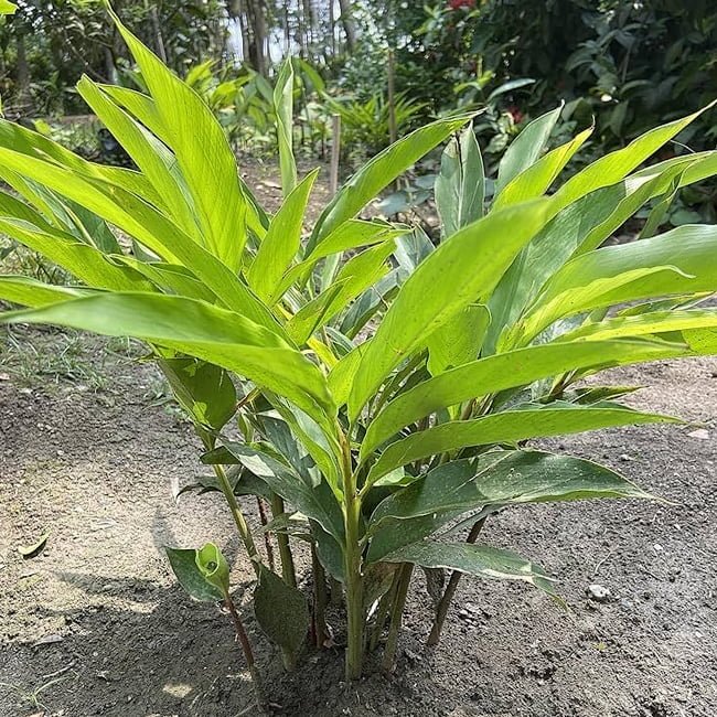 Cardamom True Cardamom - Ladybird Nursery