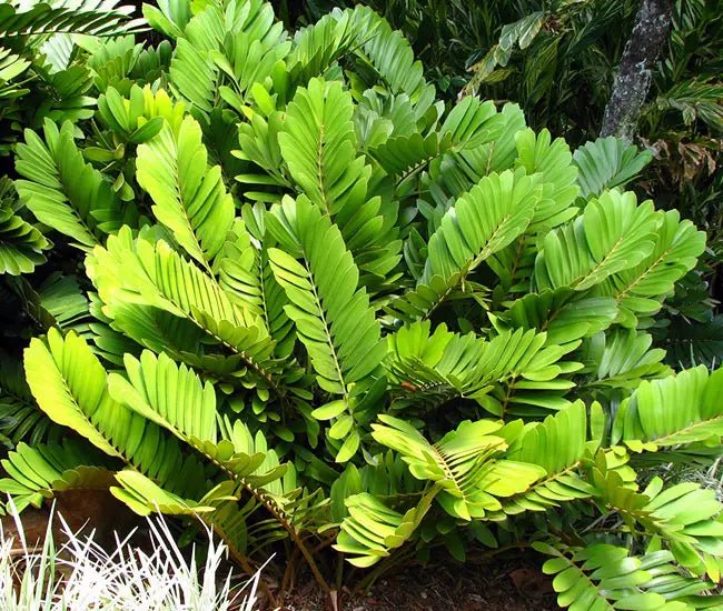 Cardboard Palm (Zamia furfuracea) - Ladybird Nursery