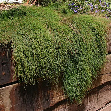 Shagpile (Casuarina glauca) - Ladybird Nursery
