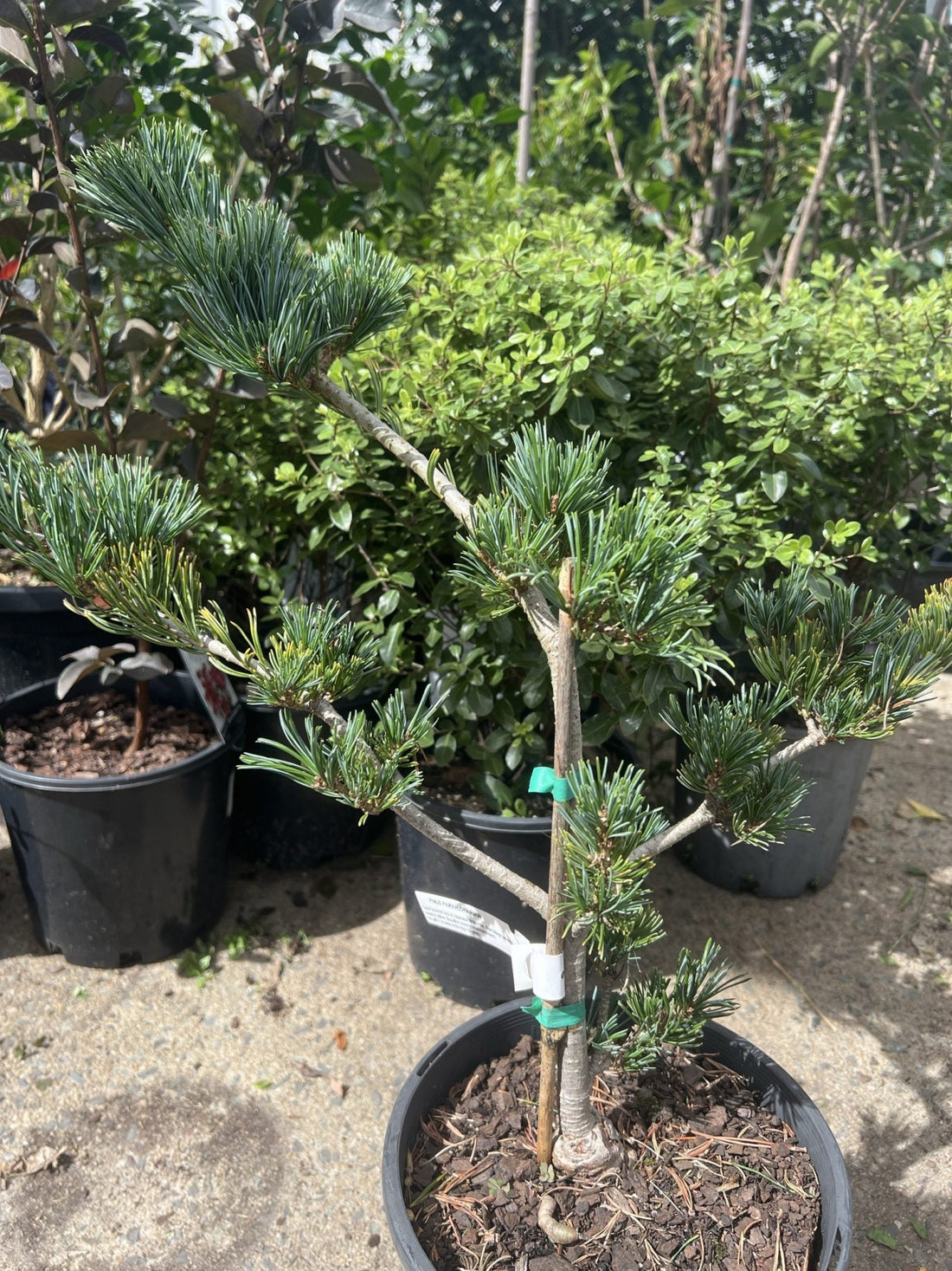 Japanese White Pine Fukai (Pinus parviflora fukai) - Ladybird Nursery
