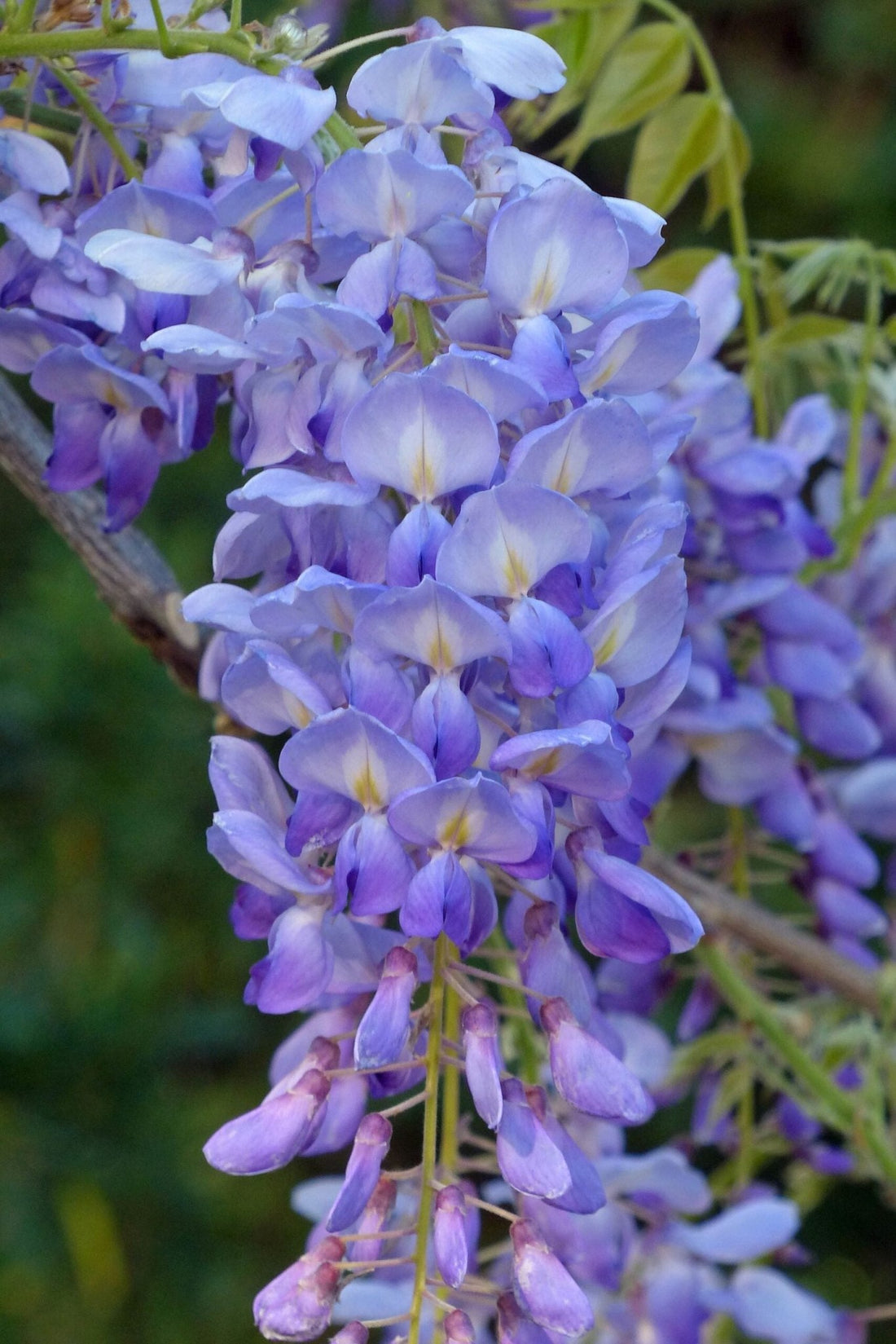 Chinese Wisteria Amethyst Purple (Wisteria sinensis) - Ladybird Nursery