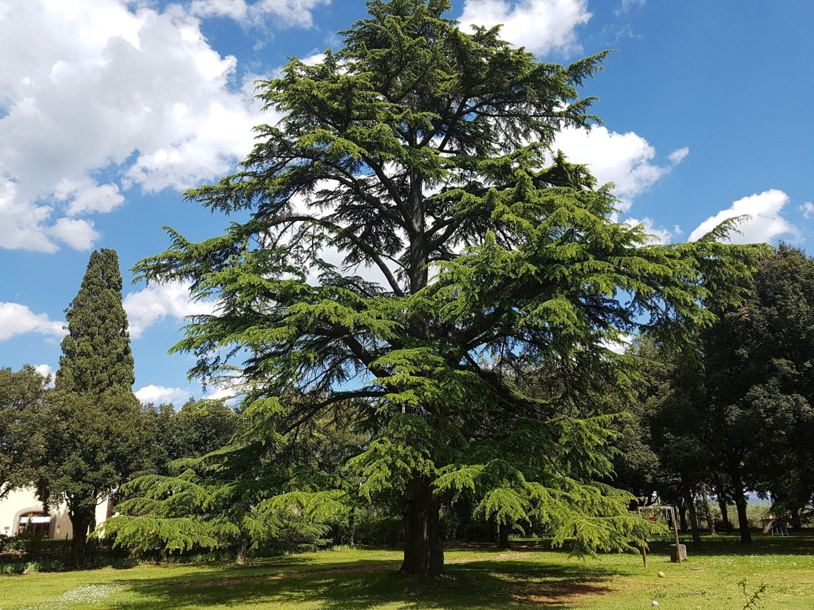 Blue Cedar glauca (Cedrus atlantica) - Ladybird Nursery