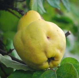 Quince 'Champion' Large - Ladybird Nursery
