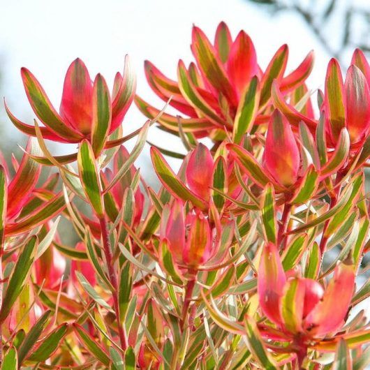 Cheeky (Leucadendron) - Ladybird Nursery