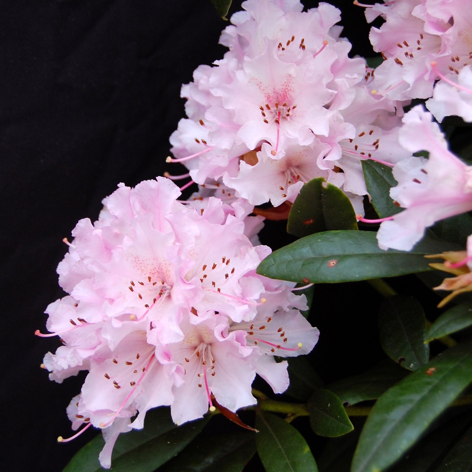 Rhododendron 'Christmas Cheer' - Ladybird Nursery