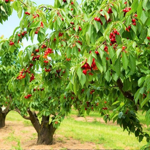 2 - Way Cherry 'Minnie Royal + Royal Lee' - Ladybird Nursery
