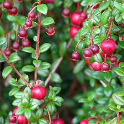 Guava 'Chilean' (Ugni molinae) - Ladybird Nursery