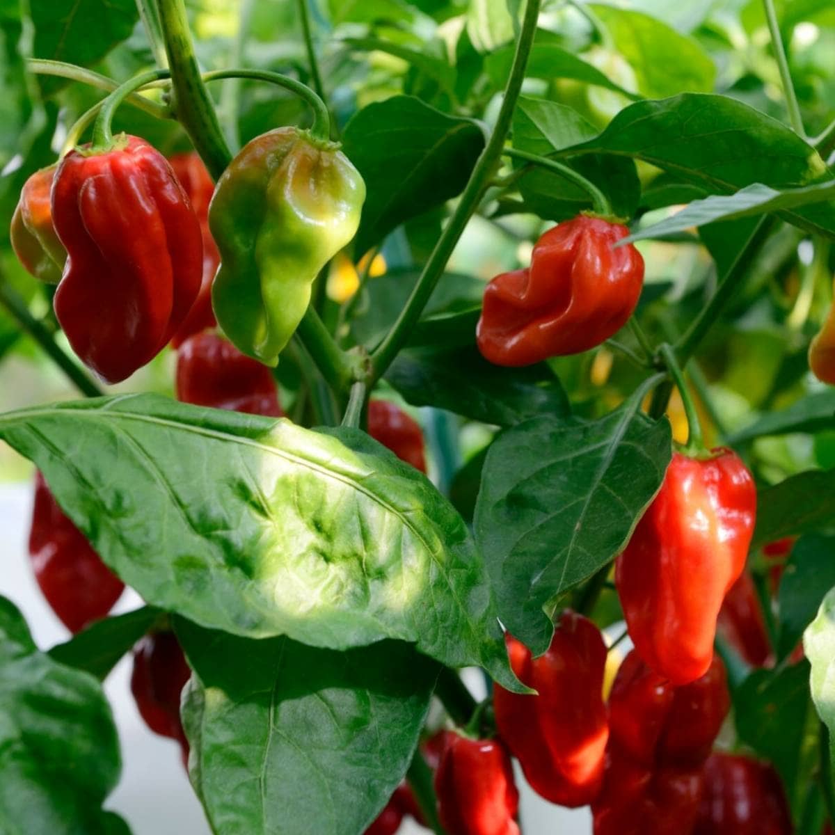 Chilli - Red Habanero - Ladybird Nursery