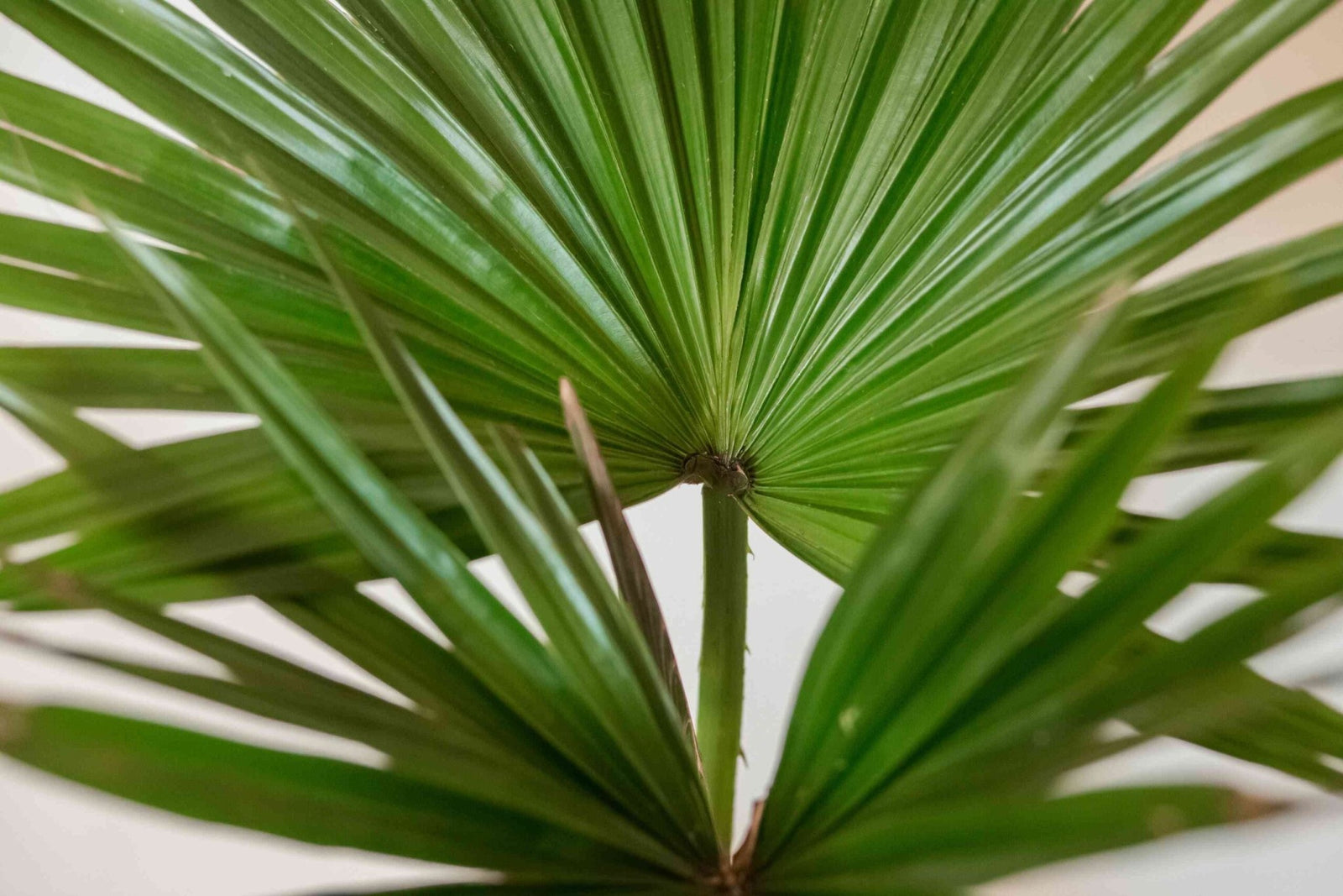 Chinese Fan Palm (Livistona chinensis) - Ladybird Nursery
