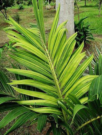 Christmas Palm (Adonidia merrillii)
