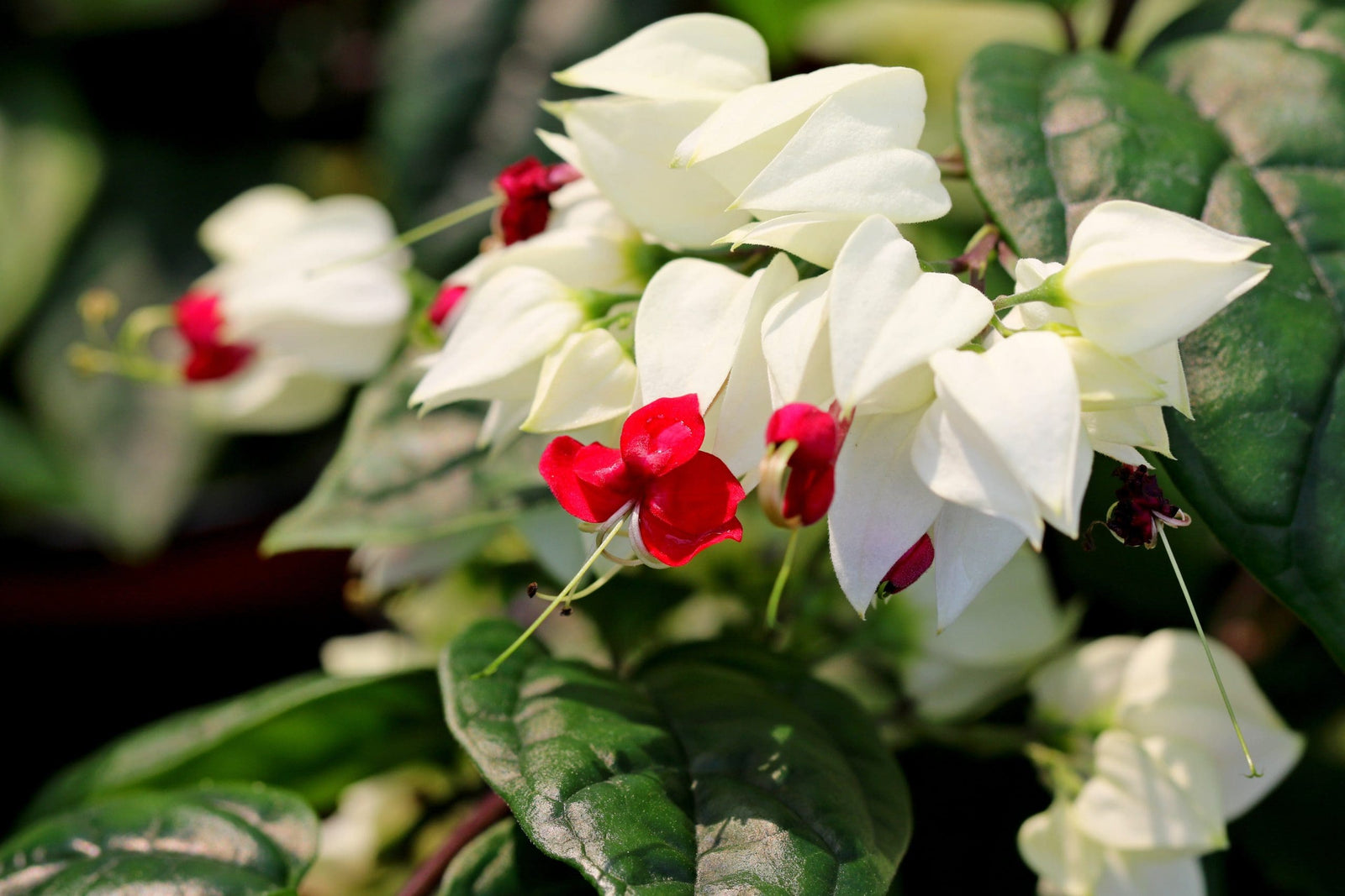 Bleeding Heart (Clerodendrum thomsoniae) - Ladybird Nursery