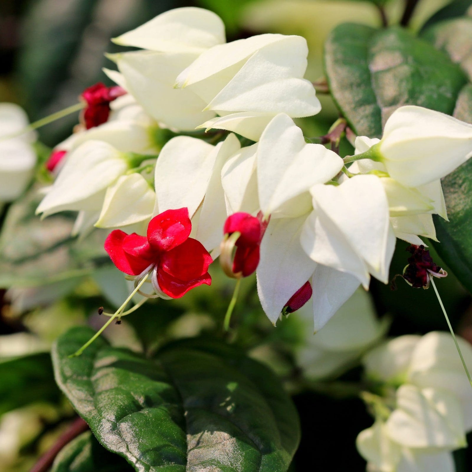 Bleeding Heart (Clerodendrum thomsoniae) - Ladybird Nursery
