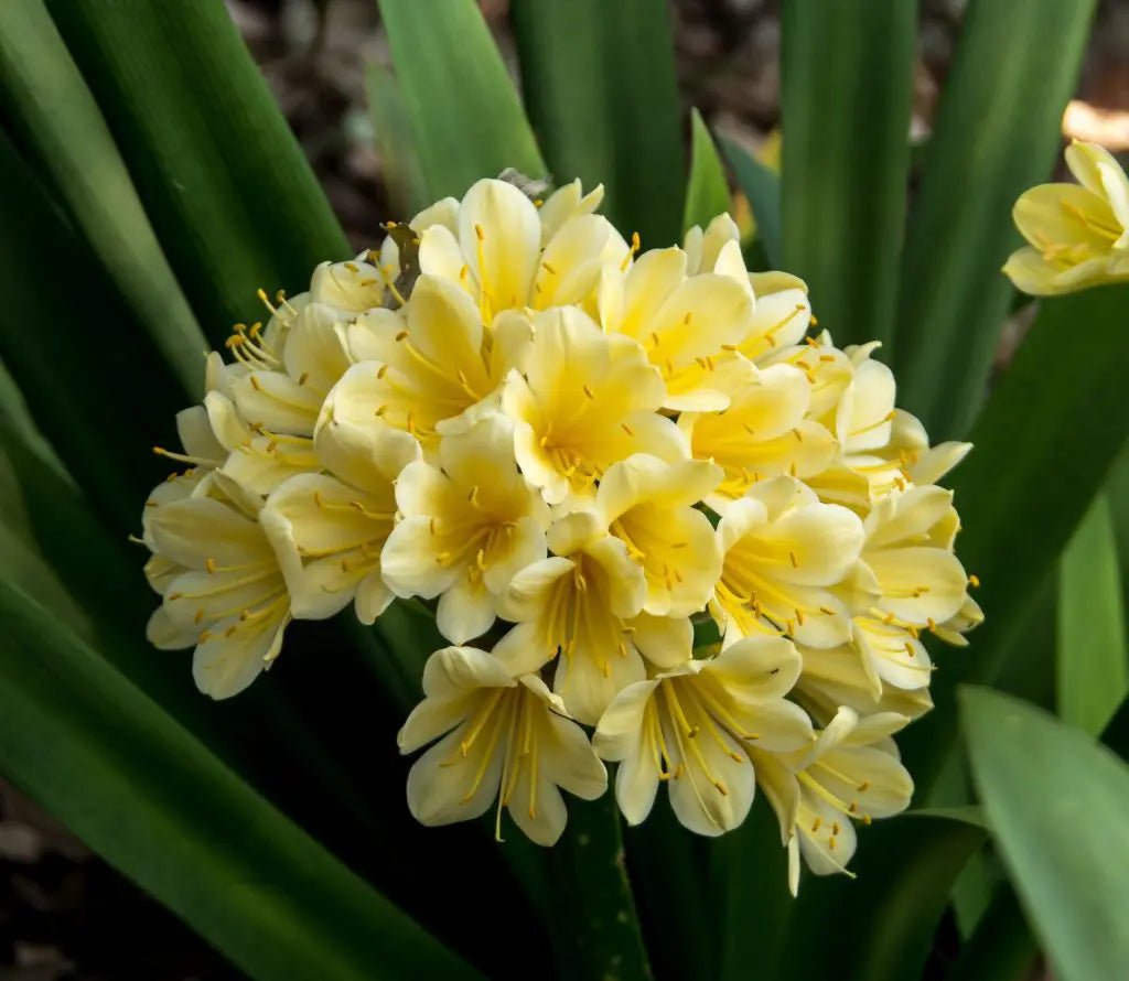 Bush Lily Yellow (Clivia miniata) - Ladybird Nursery