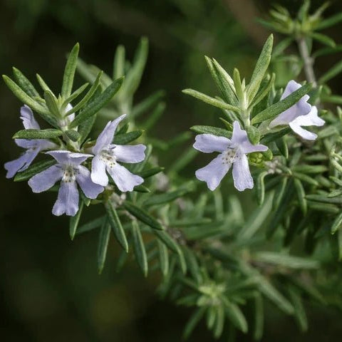 Coastal Rosemary Sea Mist (Westringia) - Ladybird Nursery