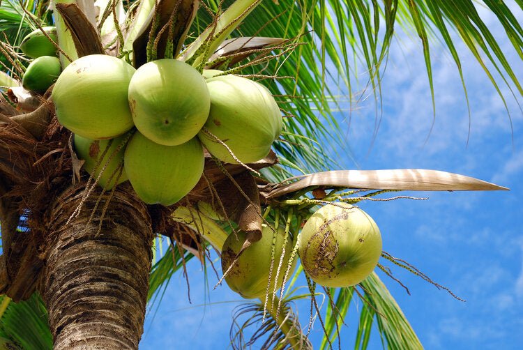 yellow coconut palm tree Coconut Palm – Yellow (Cocos nucifera) Fruit Tree – Buy Now! – Ladybird  Nursery
