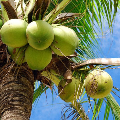 Giant Coconut - Ladybird Nursery