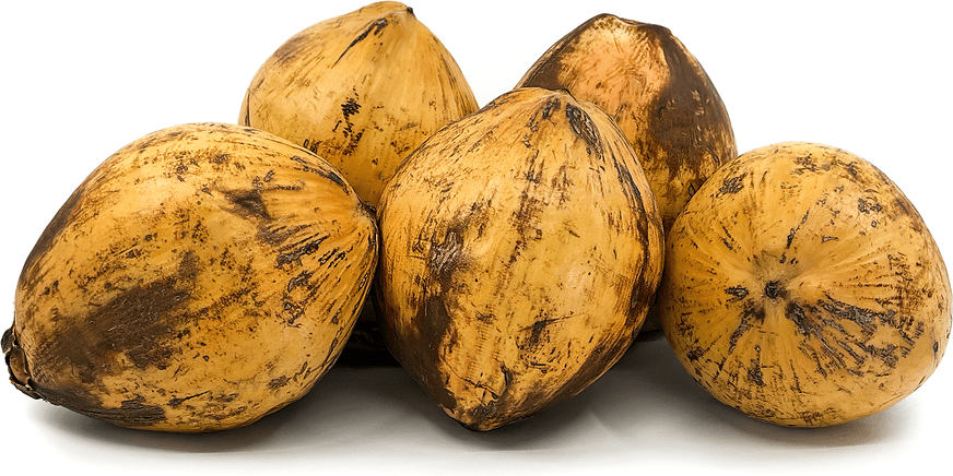 Coconut Palm - Bronze (Cocos nucifera) - Ladybird Nursery