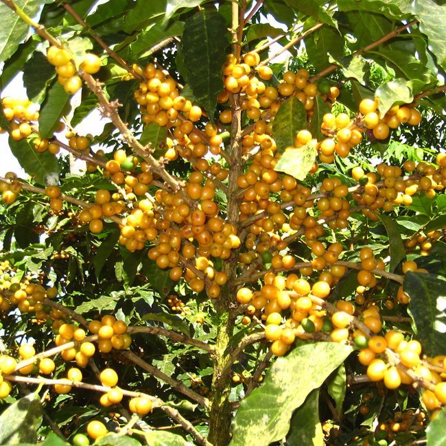 Coffee Gold - Ladybird Nursery