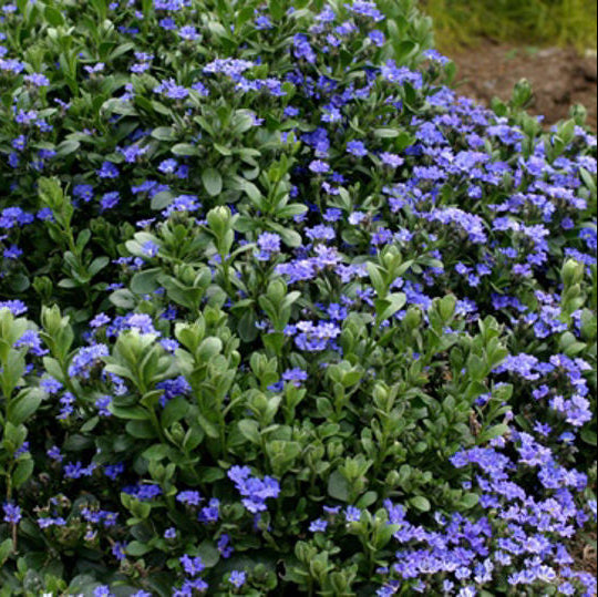 Cobalt Mound (Dampiera linearis)
