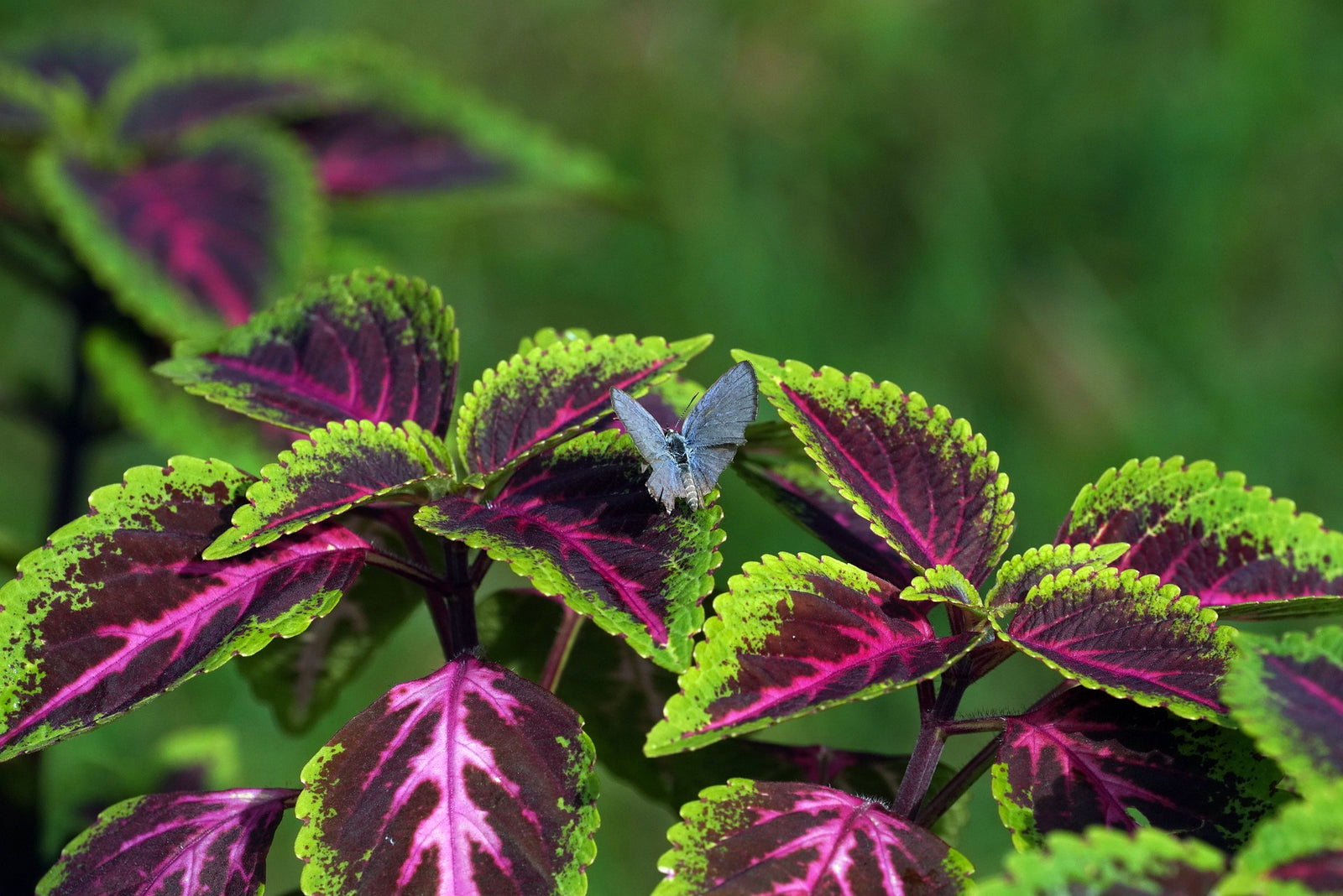 Coleus - Ladybird Nursery