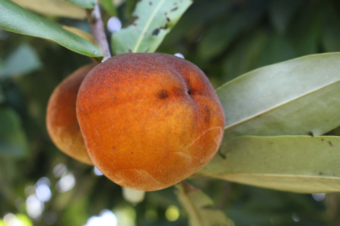Velvet Apple - Ladybird Nursery